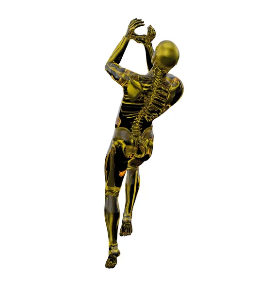 3D-rendering illustratie van menselijke anatomie — Stockfoto