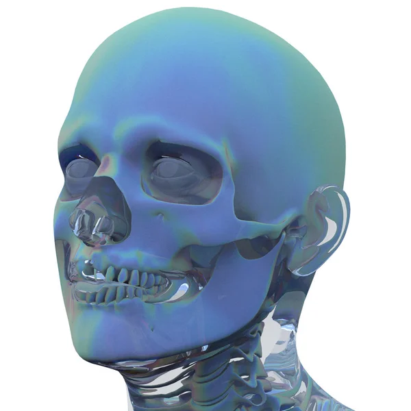 Illustrazione di rendering 3D dell'anatomia del cranio — Foto Stock