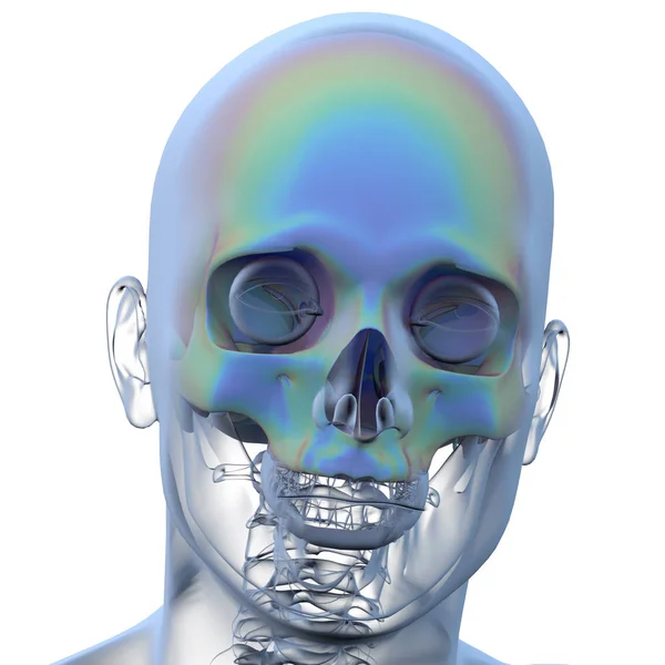 Illustrazione di rendering 3D dell'anatomia del cranio — Foto Stock