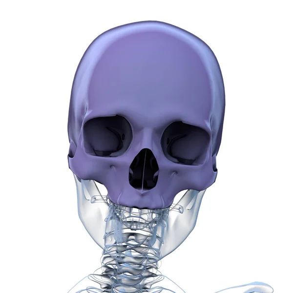 頭蓋骨解剖学の3Dレンダリング図 — ストック写真