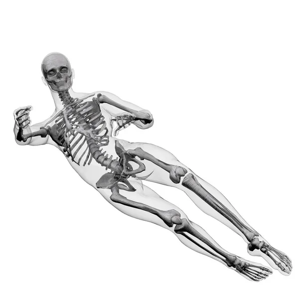 3d representación ilustración de la anatomía ósea esqueleto — Foto de Stock