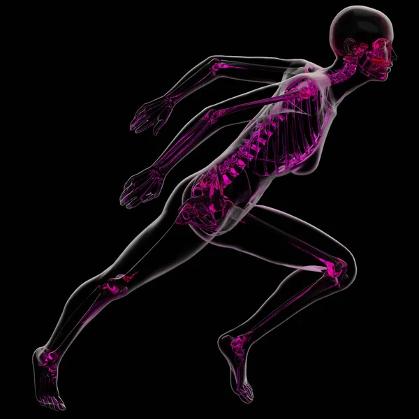 Illustration Rendu Anatomie Osseuse Squelette — Photo