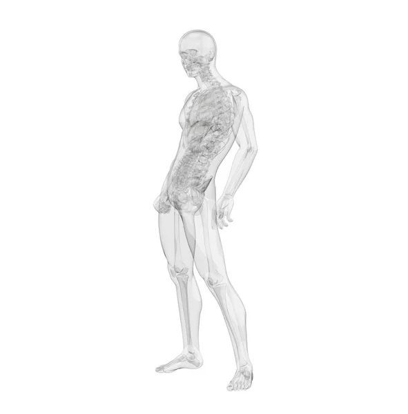 Representación Ilustración Anatomía Ósea Esqueleto —  Fotos de Stock