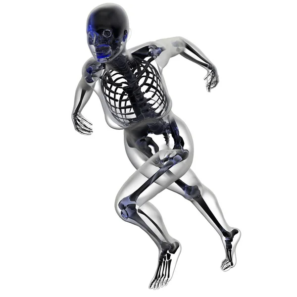 骨骼解剖的 渲染插图 — 图库照片
