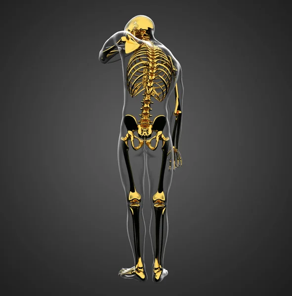 Prostorové Vykreslování Kostry Anatomie Kosti — Stock fotografie