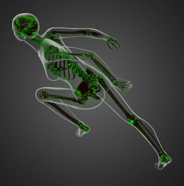 Human skeleton movement Stock Photos, Royalty Free Human skeleton ...