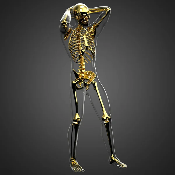 Representación Ilustración Anatomía Ósea Esqueleto —  Fotos de Stock