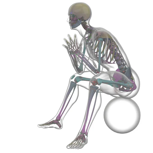 Prostorové Vykreslování Kostry Anatomie Kosti — Stock fotografie
