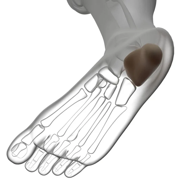 3d rendering illustration of calcaneus bone — Stock Photo, Image