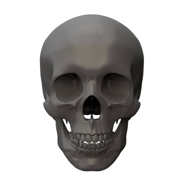 Kafatası anatomisinin 3D çizimi