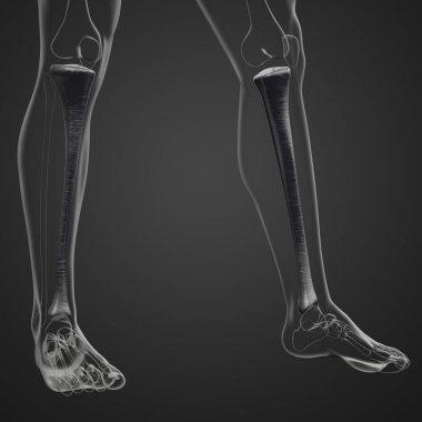 tibia kemik 3D işleme tıbbi çizimi