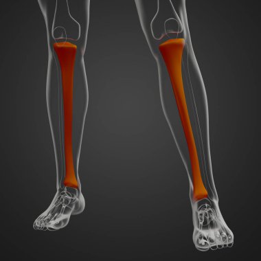 tibia kemik 3D işleme tıbbi çizimi