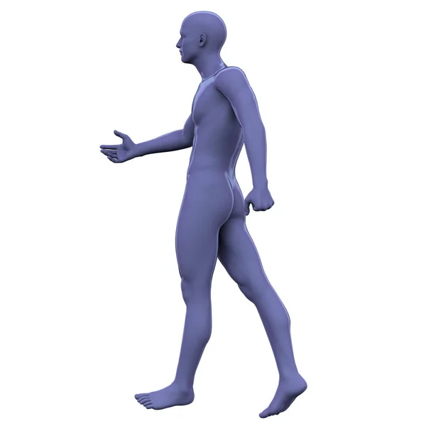 3D renderelés illusztrációja az emberi anatómiát — Stock Fotó