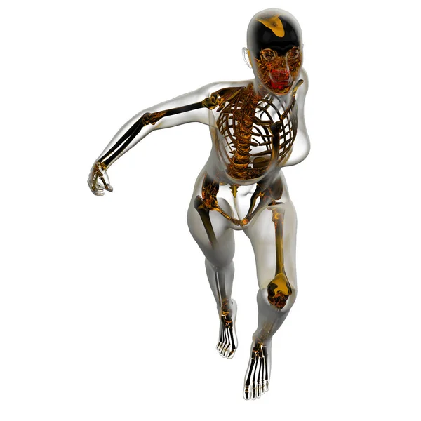 Rendering Illustratie Van Skelet Bot Anatomie — Stockfoto