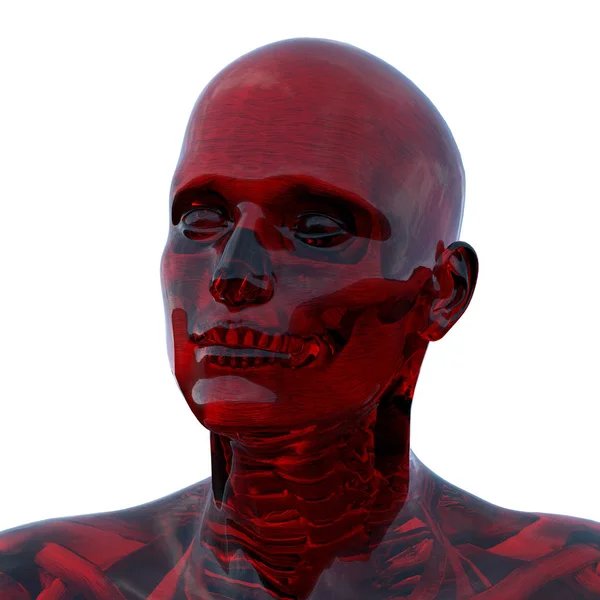 İnsan anatomisi 3d render illüstrasyon — Stok fotoğraf