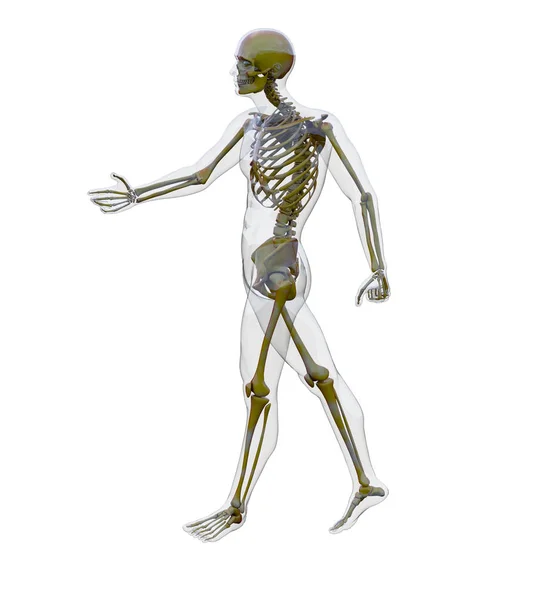 İskelet kemik anatomisi 3d render illüstrasyon — Stok fotoğraf