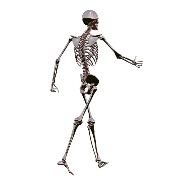 3D-rendering illustration av skelett ben anatomi — Stockfoto
