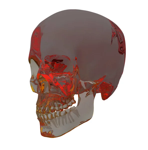 Illustrazione Rendering Dell Anatomia Del Cranio — Foto Stock