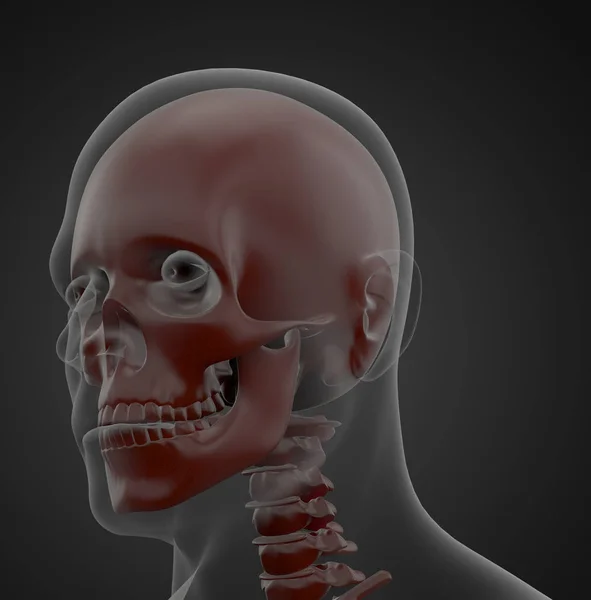 Kafatası Anatomisinin Çizimi — Stok fotoğraf