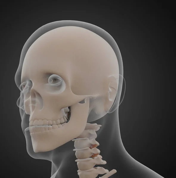 3d rendering illustration of skull anatomy
