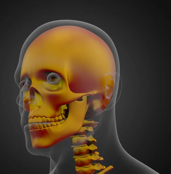 颅骨解剖学3D图像绘制 — 图库照片
