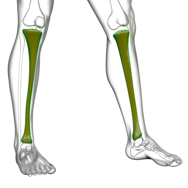 脛骨骨の レンダリングの医療イラスト — ストック写真