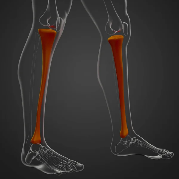 脛骨骨の レンダリングの医療イラスト — ストック写真