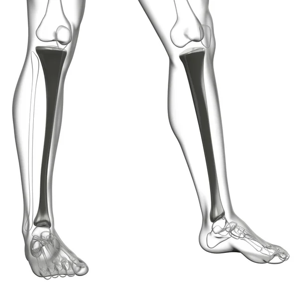 Tibia Kemik Işleme Tıbbi Çizimi — Stok fotoğraf
