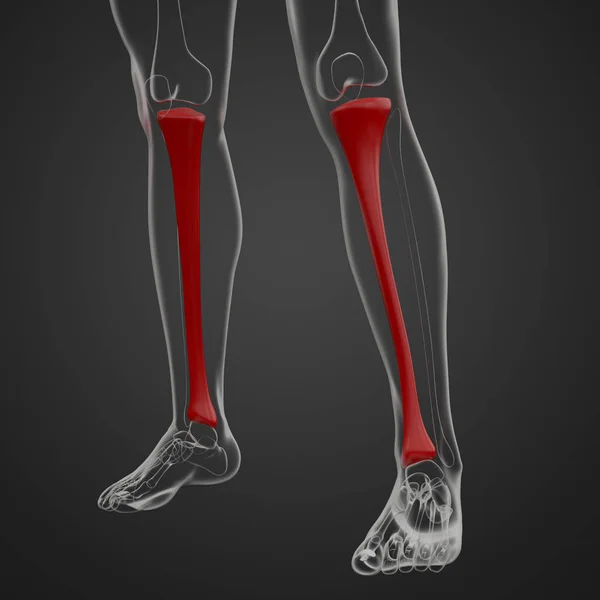 渲染医学插图的胫骨骨 — 图库照片