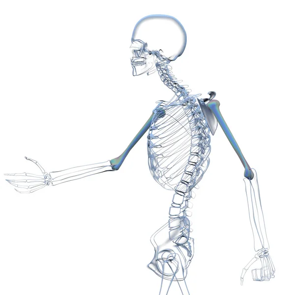 Diz kapağı kemiği 3D işleme tıbbi çizimi — Stok fotoğraf