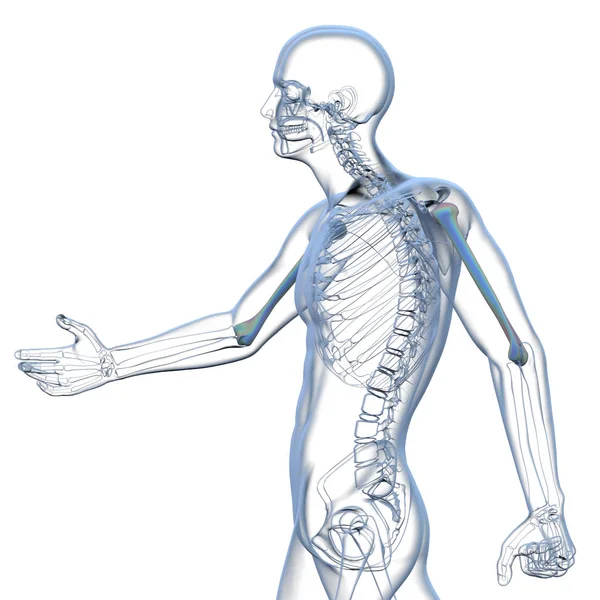 Illustration médicale en 3D de l'os de la rotule — Photo