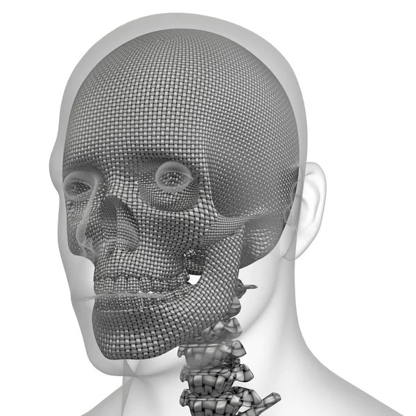 Ilustracja renderowania 3D kości czaszki — Zdjęcie stockowe