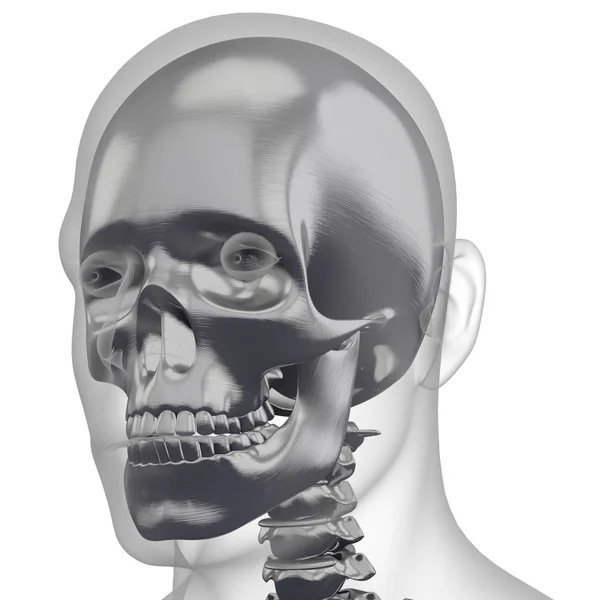 3d renderização ilustração do osso do crânio — Fotografia de Stock