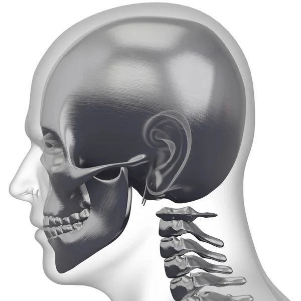 3D renderelés illusztráció koponya csont — Stock Fotó