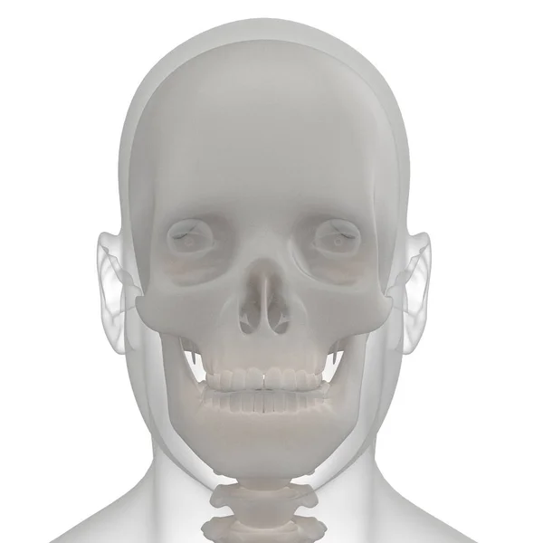 Трехмерный рендеринг кости черепа — стоковое фото