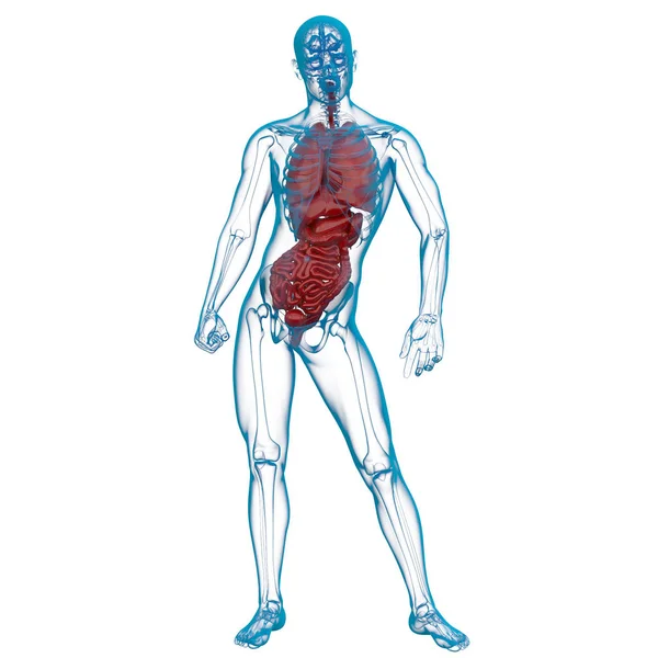 Rendering 3D illustrazione medica del sistema digestivo umano — Foto Stock