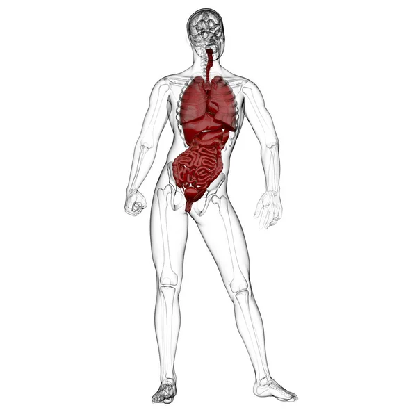 3D renderização ilustração médica do sistema digestivo humano — Fotografia de Stock