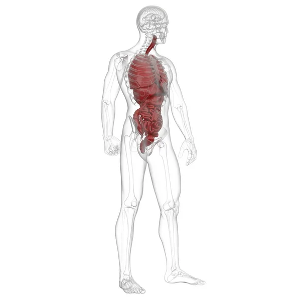 3D renderização ilustração médica do sistema digestivo humano — Fotografia de Stock