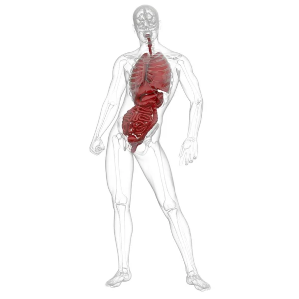 인간의 소화 시스템의 3 차원 렌더링 의료 일러스트 — 스톡 사진