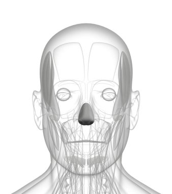 dilatör Naris 3D Rendering tıbbi Illustration
