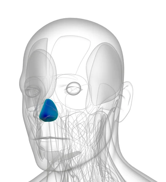 Rendering Medicinsk Illustration Dilatator Naris — Stockfoto