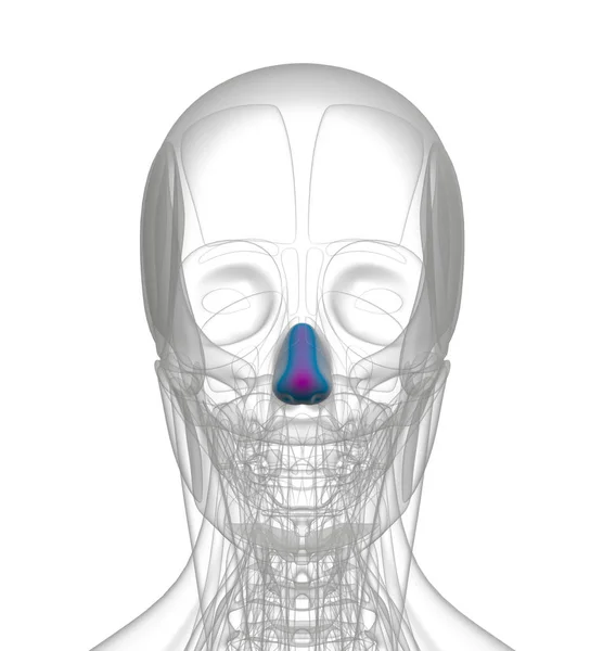 Representación Médica Ilustración Naris Dilatador — Foto de Stock