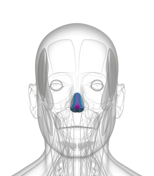 Representación Médica Ilustración Naris Dilatador — Foto de Stock