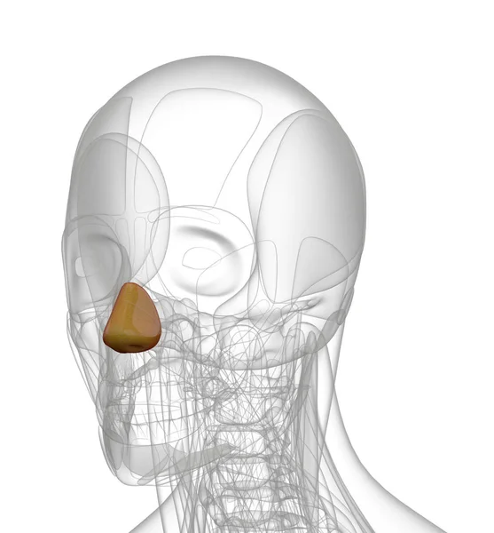 Representación Médica Ilustración Naris Dilatador — Foto de Stock