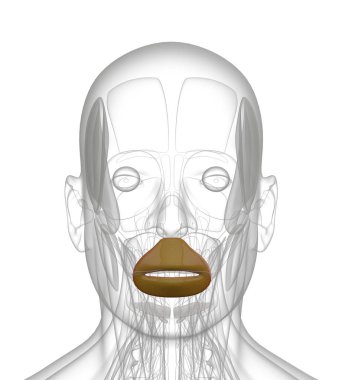 Orbicularis oris 3D render Illustration