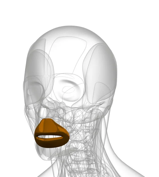 Ilustracja renderowania 3D orbicularis oris — Zdjęcie stockowe