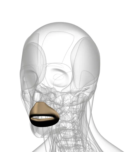 3D rendering illustratie van orbicularis oris — Stockfoto