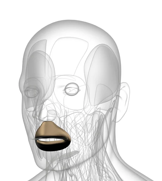 3D-rendering illustration av orbicularis Oris — Stockfoto