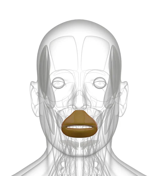 3D απεικόνιση απεικόνισης — Φωτογραφία Αρχείου