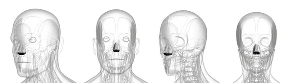 Illustration médicale du dilatateur en métal naris — Photo